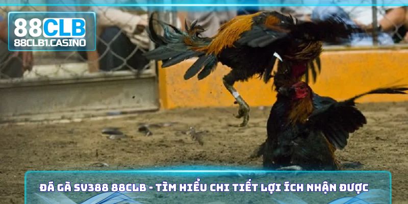 Đá Gà SV388