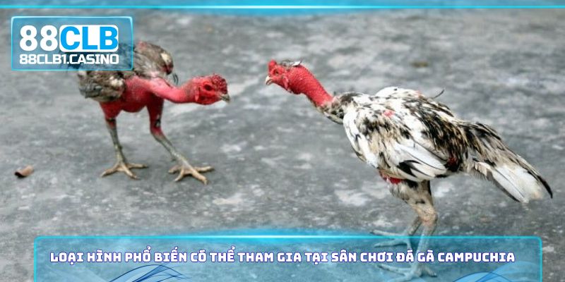 Loại hình phổ biến có thể tham gia tại sân chơi đá gà Campuchia