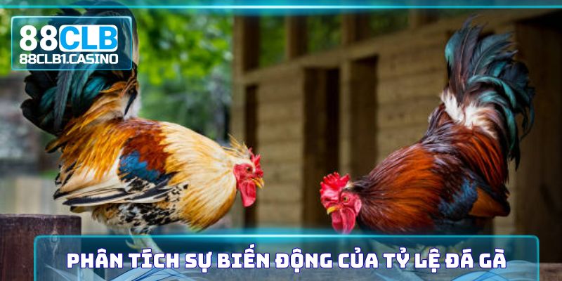 Phân tích sự biến động của tỷ lệ đá gà