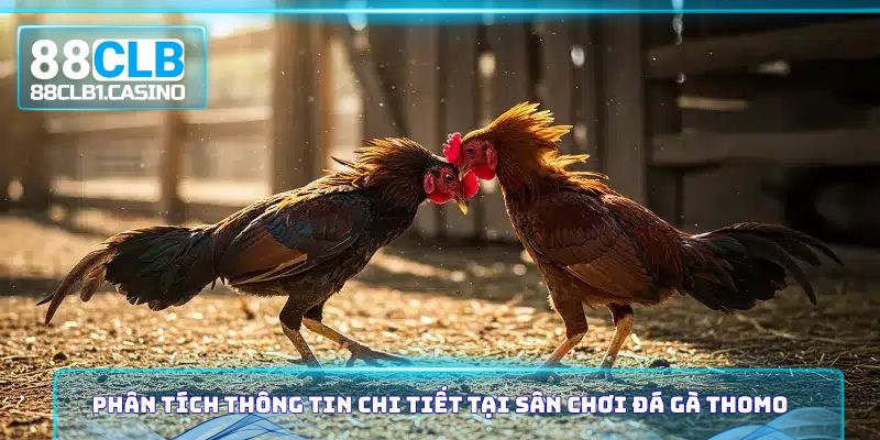 Phân tích thông tin chi tiết tại sân chơi đá gà Thomo
