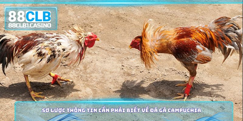 Sơ lược thông tin cần phải biết về đá gà Campuchia