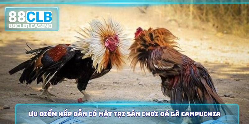Ưu điểm hấp dẫn có mặt tại sân chơi đá gà Campuchia