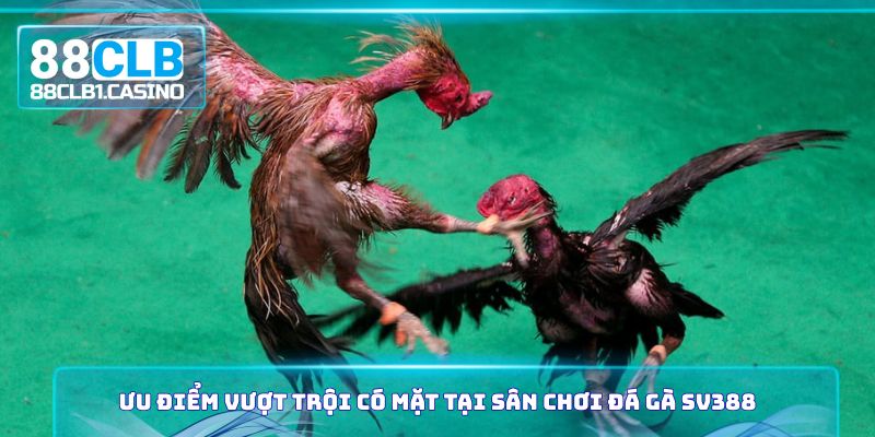 Ưu điểm vượt trội có mặt tại sân chơi đá gà SV388
